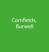 Cornfields, Burwell
